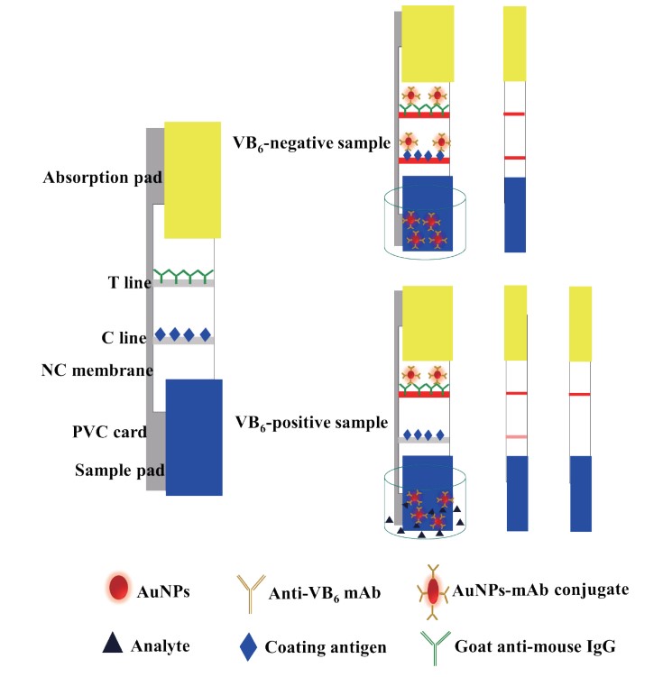 Vitamin B6 Screen Test Creative Diagnostics